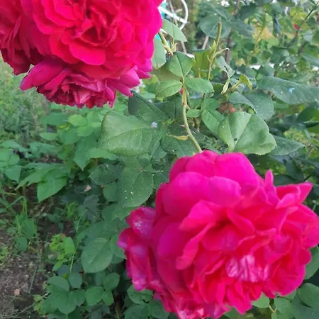 D'hôtes Les Orchidées Futuroscope Chasseneuil Poitiers