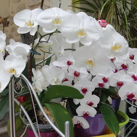 住宿加早餐酒店 D'hotes Les Orchidees Futuroscope Chasseneuil Poitiers 4*