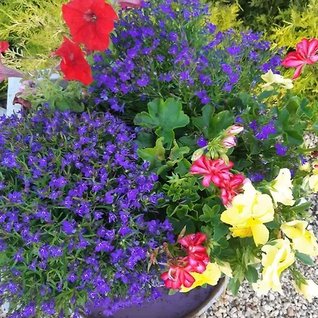 D'hotes Les Orchidees Futuroscope Chasseneuil Poitiers 若奈克兰