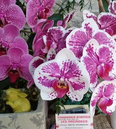 住宿加早餐酒店 D'hotes Les Orchidees Futuroscope Chasseneuil Poitiers 若奈克兰