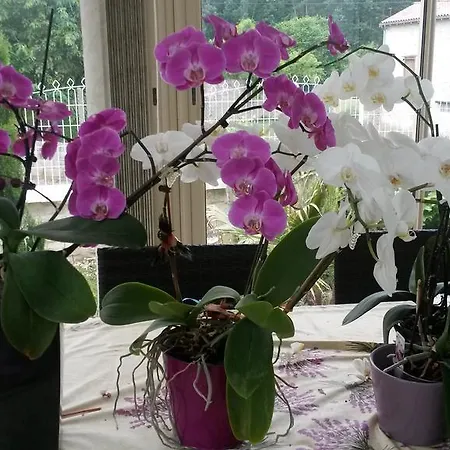 D'hôtes Les Orchidées Futuroscope Chasseneuil Poitiers 4* Jaunay-Clan